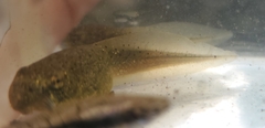 Lithobates catesbeianus