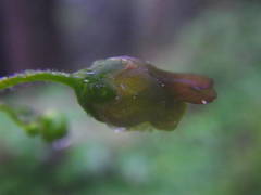 Scrophularia alpestris