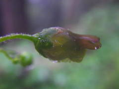 Scrophularia alpestris