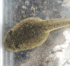 Lithobates catesbeianus