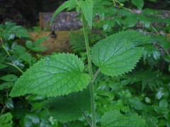 Scrophularia alpestris