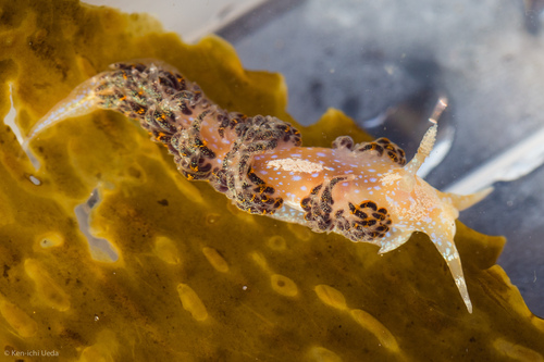Austraeolis ornata