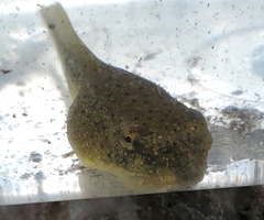 Lithobates catesbeianus