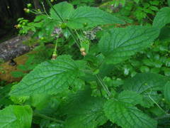 Scrophularia alpestris