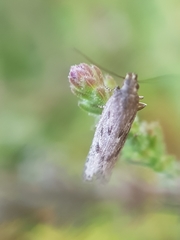 Neofaculta ericetella