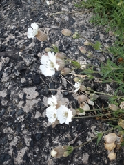 Silene uniflora