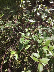 Muehlenbeckia complexa grandifolia