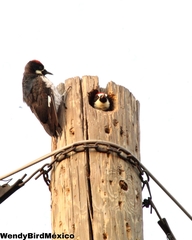 Melanerpes formicivorus