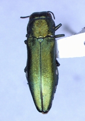 Agrilus sapindi