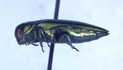 Agrilus sapindi