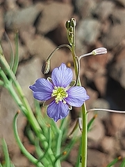 Heliophila trifurca