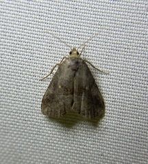 Hyperstrotia flaviguttata