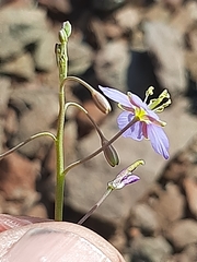 Heliophila trifurca