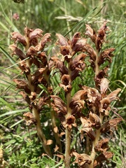 Orobanche teucrii