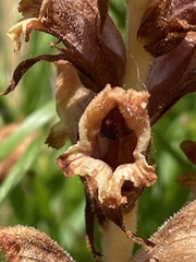 Orobanche teucrii