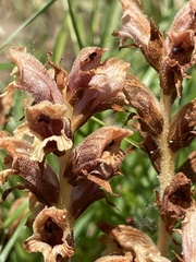 Orobanche teucrii