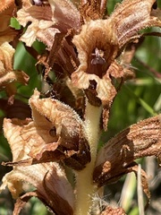 Orobanche teucrii