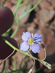 Heliophila trifurca