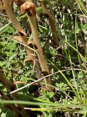 Orobanche teucrii