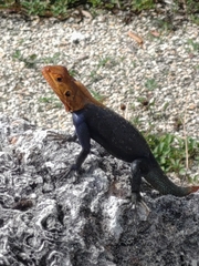 Agama picticauda image