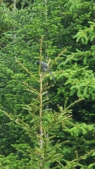 Perisoreus canadensis image