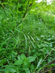 Bromus riparius