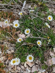 Erigeron hyssopifolius