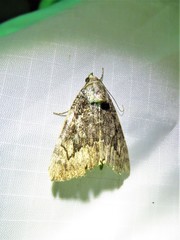 Catocala micronympha