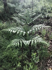 Pteridium pinetorum