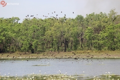 Dendrocygna arcuata