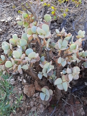 Crassula arborescens