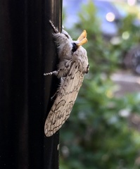 Calliteara farenoides