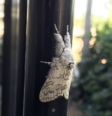 Calliteara farenoides