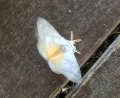 Calliteara farenoides