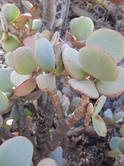 Crassula arborescens