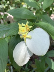 Pseudomussaenda flava