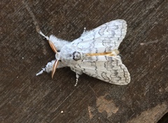 Calliteara farenoides