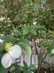 Pseudomussaenda flava