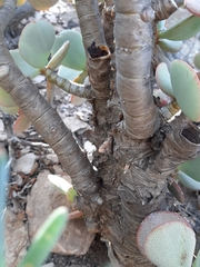 Crassula arborescens