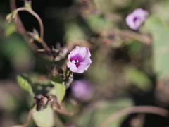 Ipomoea grandifolia