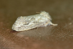 Acrolophus griseus