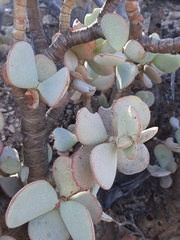 Crassula arborescens