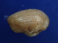 Striarca lactea