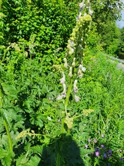 Aconitum septentrionale