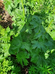 Aconitum septentrionale