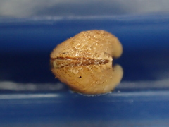 Striarca lactea