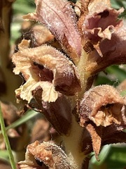 Orobanche teucrii