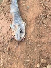 Oxyuranus scutellatus