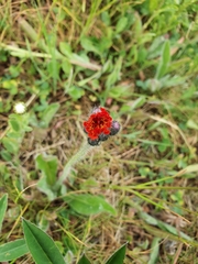 Pilosella aurantiaca
