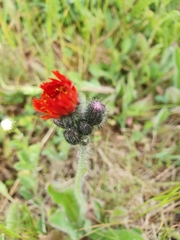 Pilosella aurantiaca